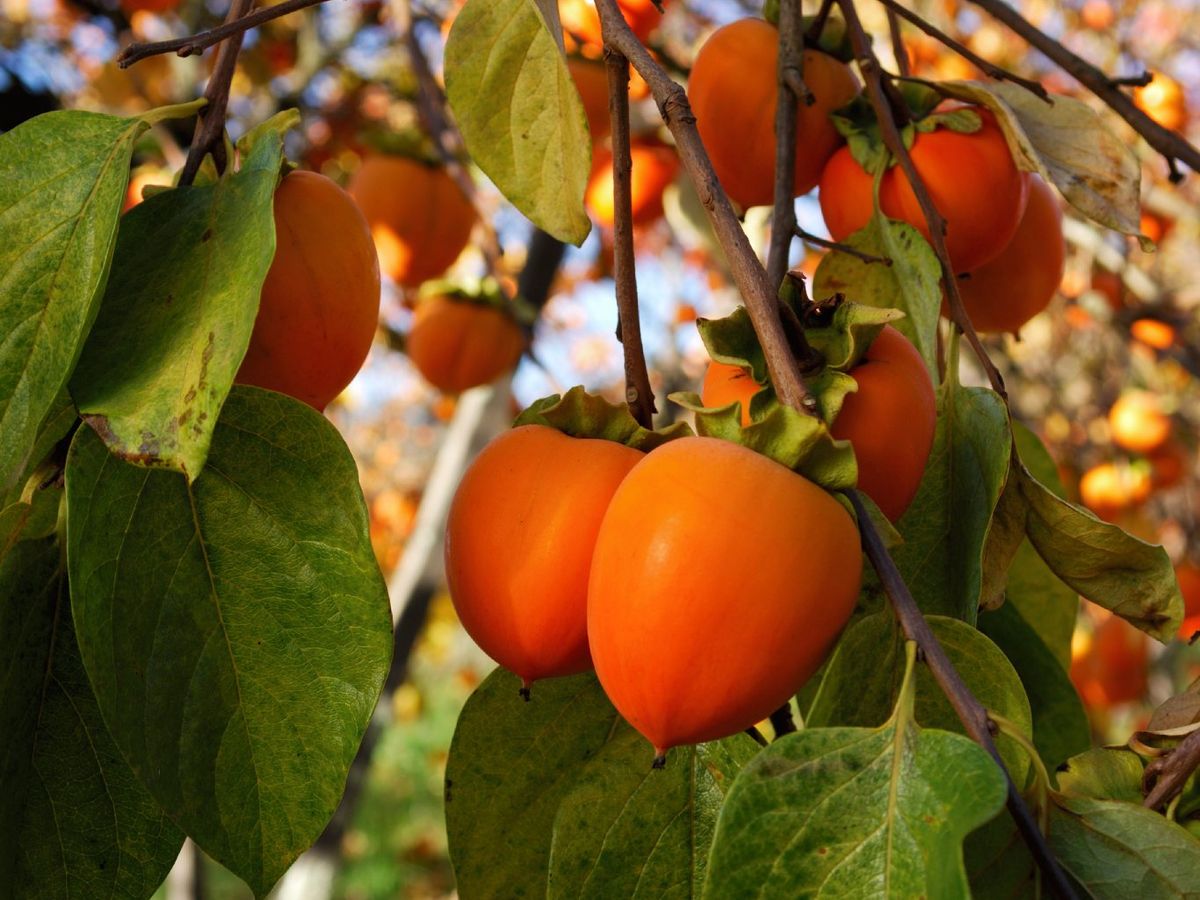 En la Comunidad Valenciana se produce la variedad Rojo Brillante, líder en el país