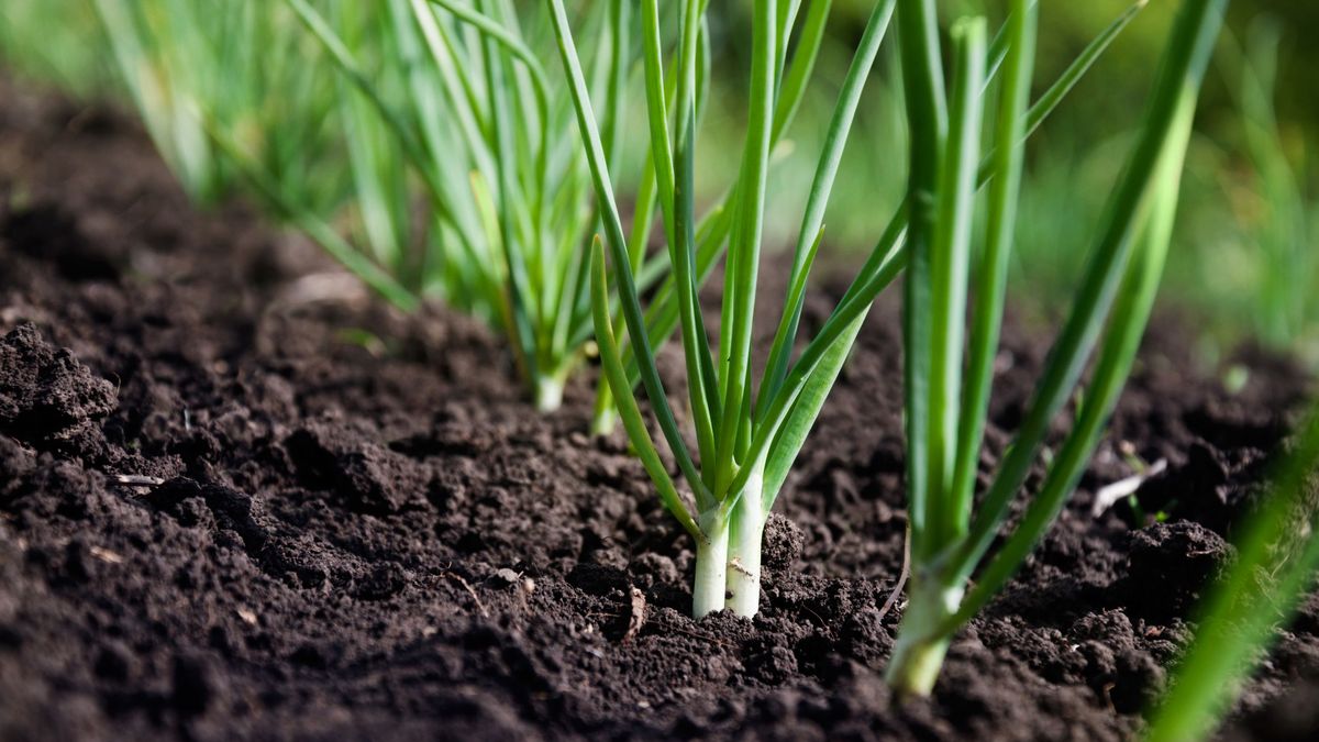 El cebollino repele algunas de las enfermedades más comunes del tomate, como la mancha foliar y el marchitamiento