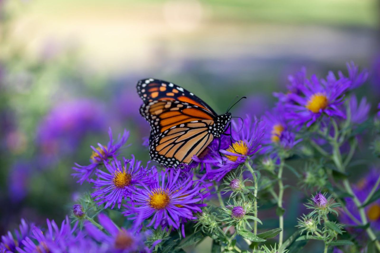 Las mariposas ayudan a polinizar las plantas de tu jardín. Las mariposas ayudan a polinizar las plantas de tu jardín.