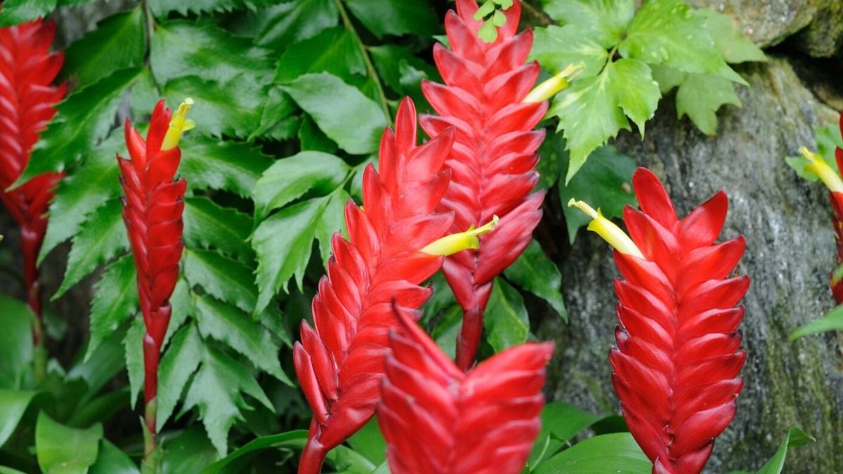 bromelia vriesea planta estancias pequenas
