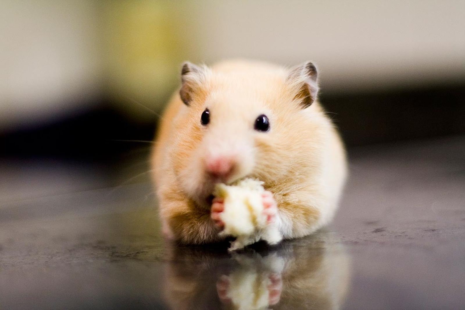 mascotas roedores hamster3 mascotas roedores hamster3