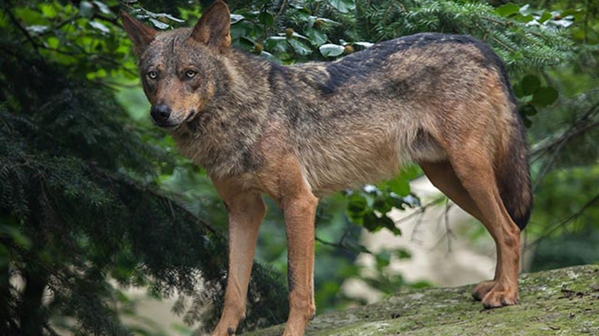 lobo iberico caracteristicas 5
