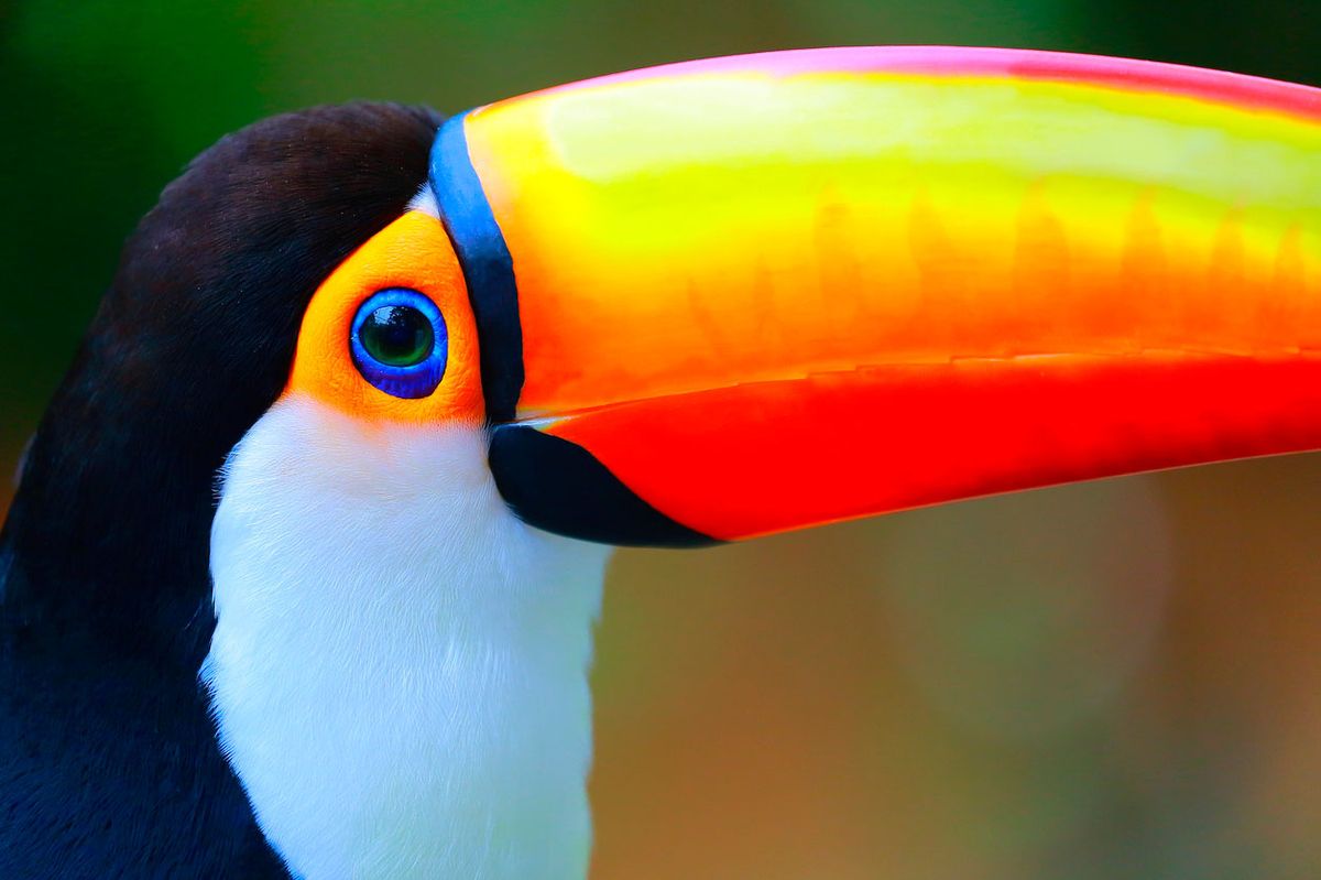 tucan ojos colores