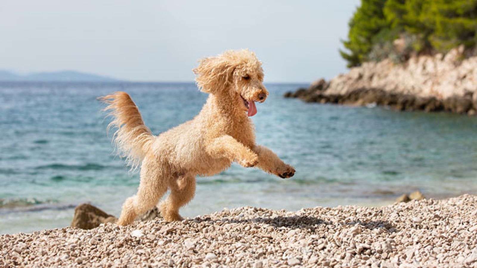 caniche en la playa caniche en la playa