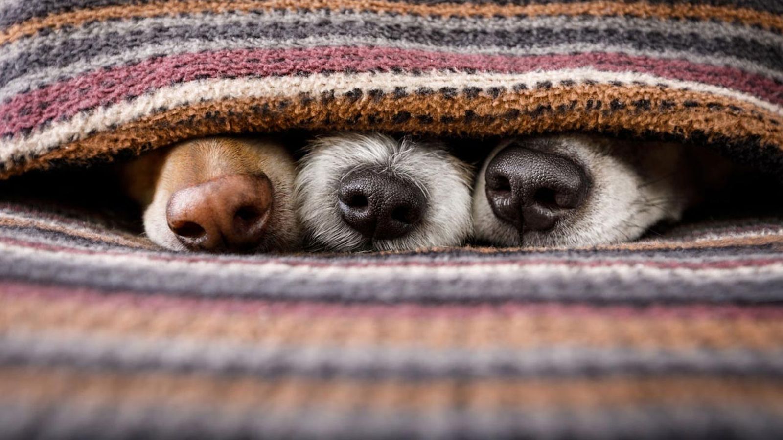 cosas que a tu perro no le gustan mascotas cosas que a tu perro no le gustan mascotas
