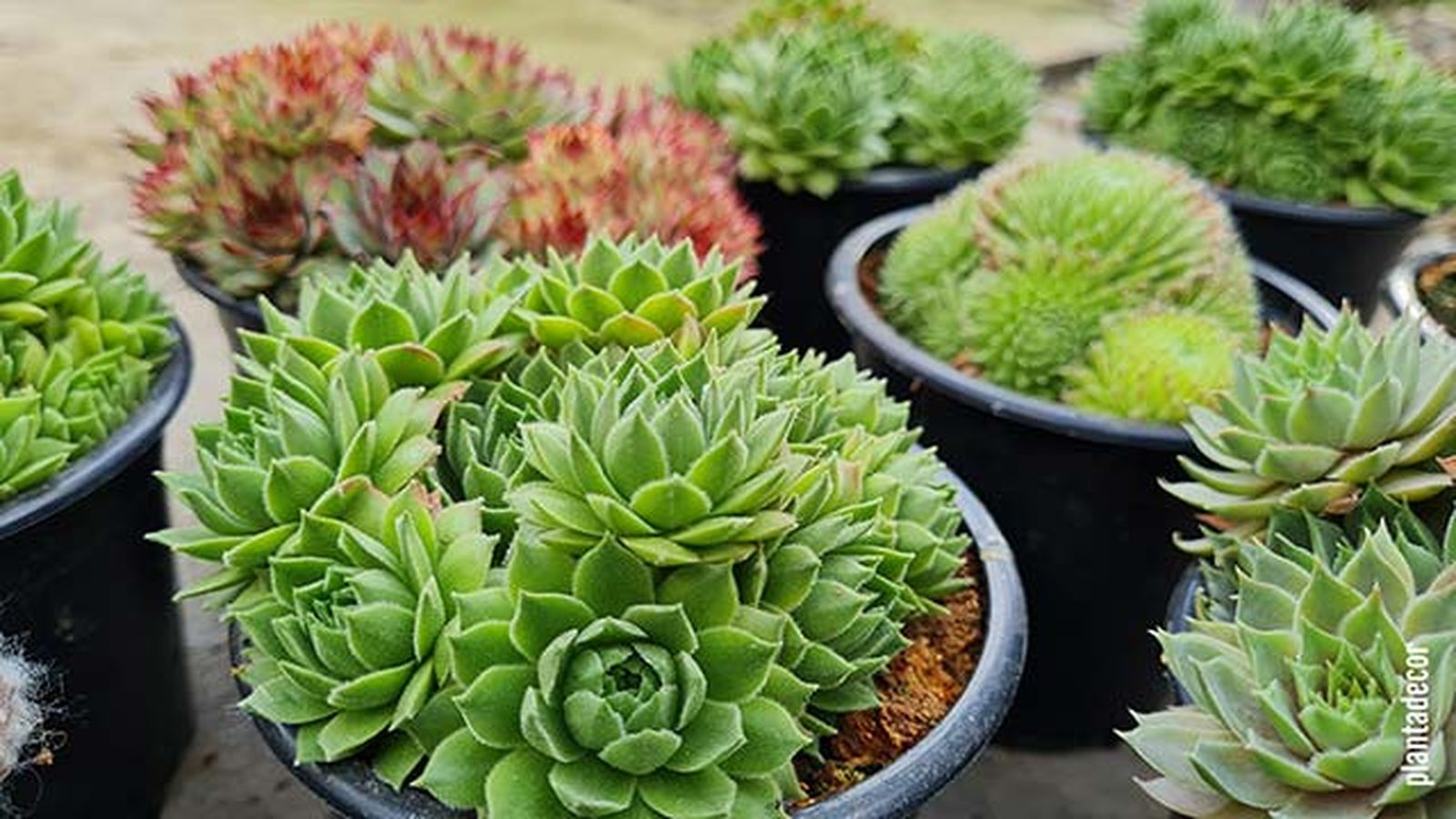 Plantas sempervivum Plantas sempervivum