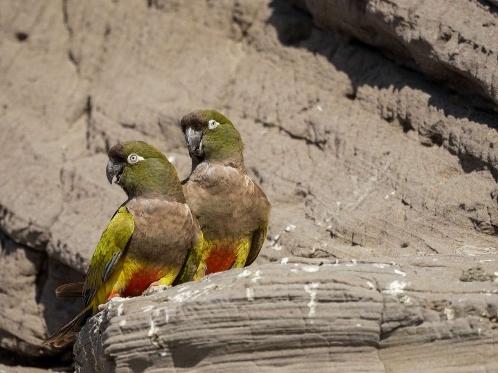 Loros barranquero.