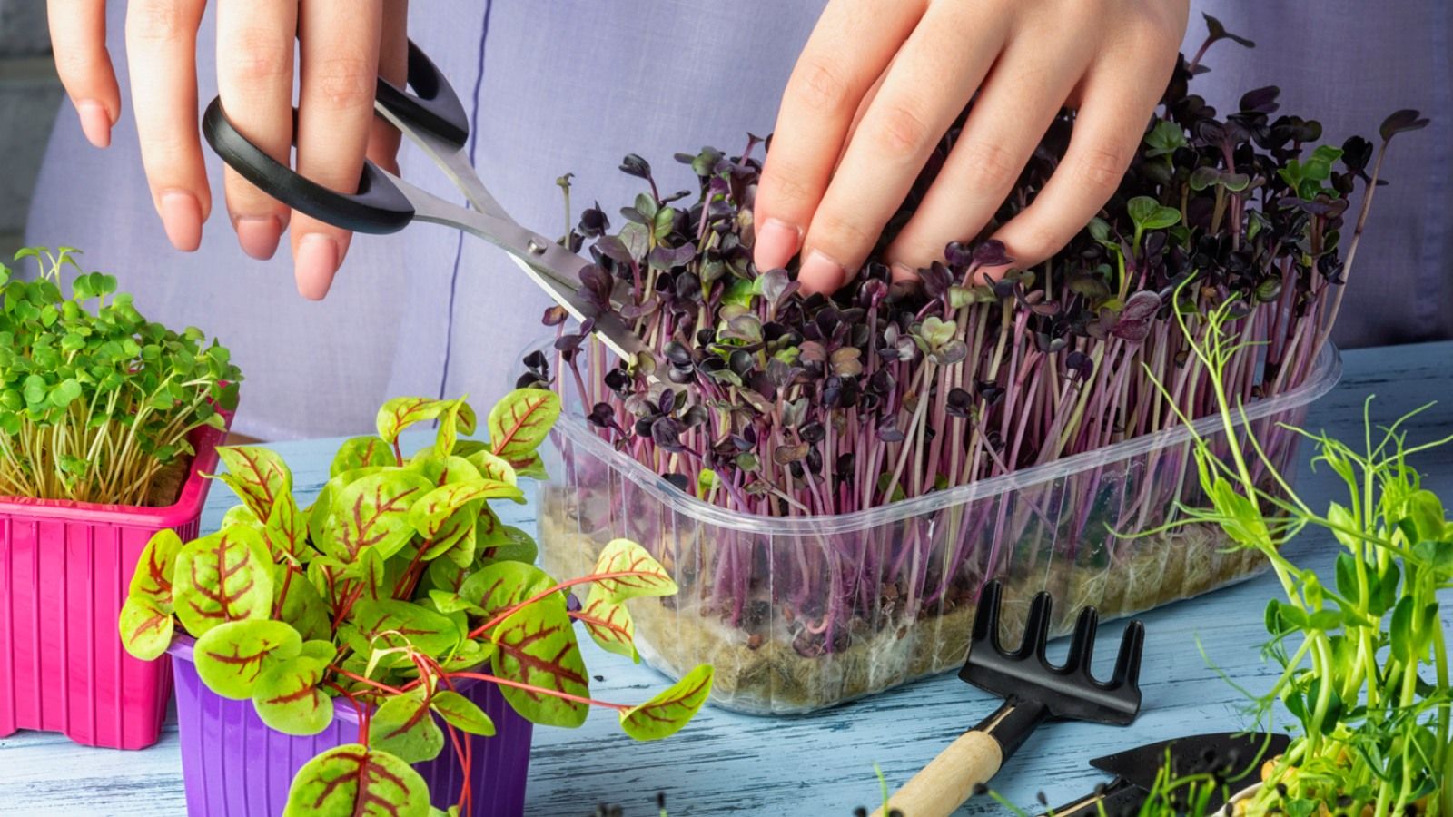 Los microvegetales son fáciles de cultivar en casa