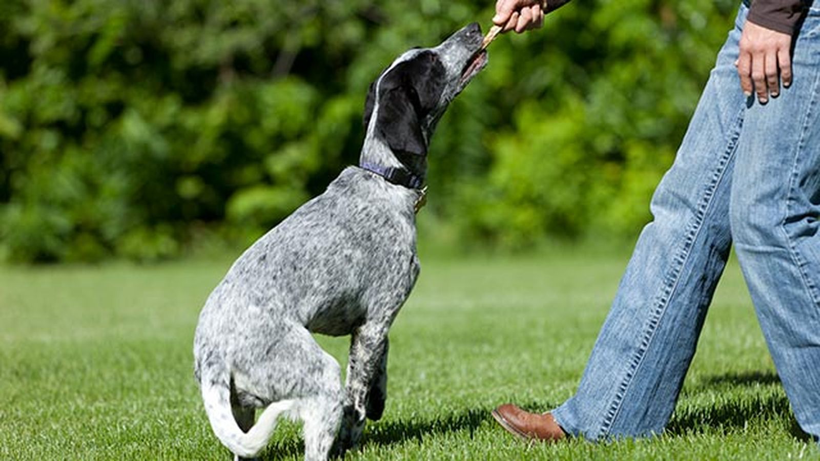 perro eurohound 3 perro eurohound 3