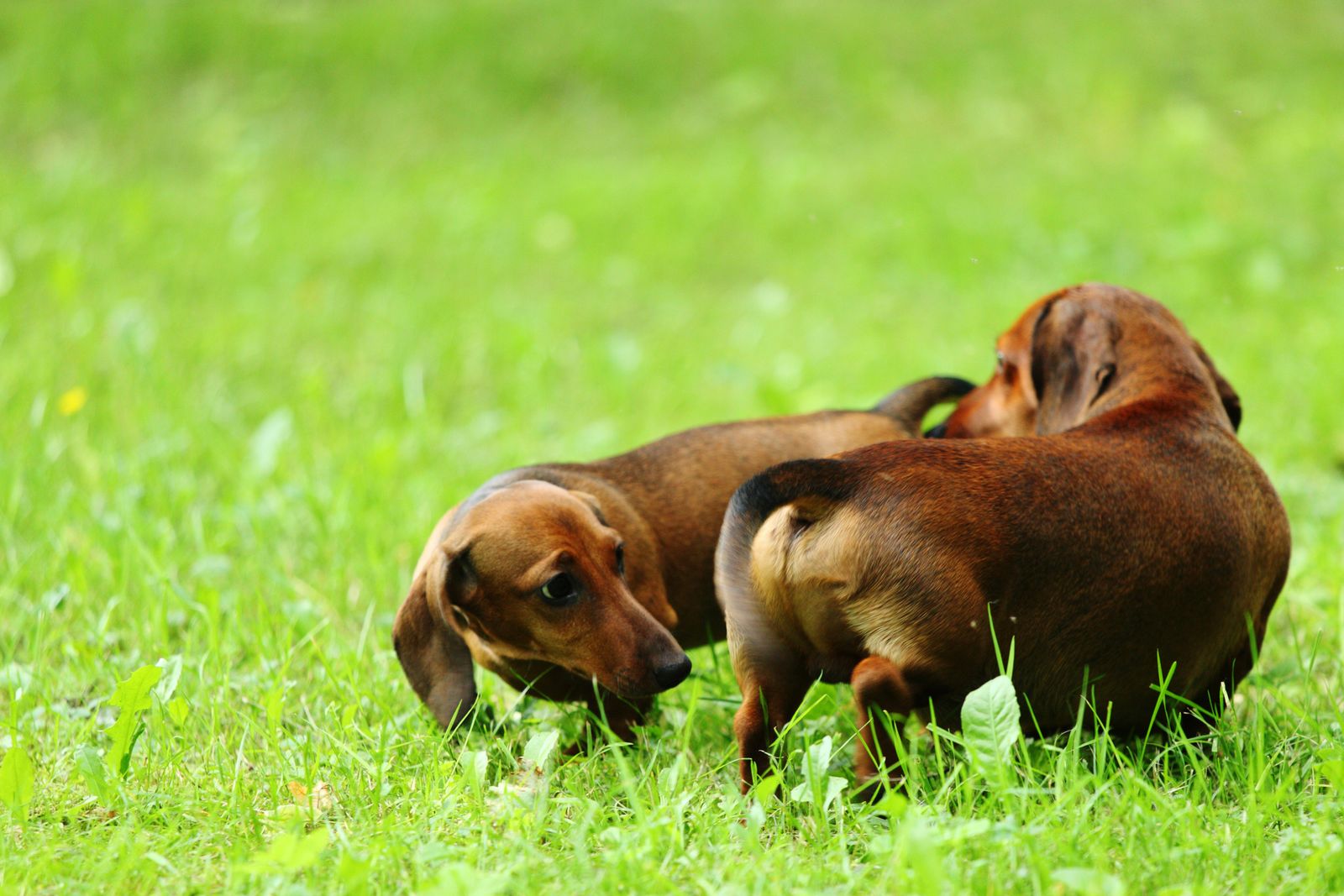 olerse perros olerse perros