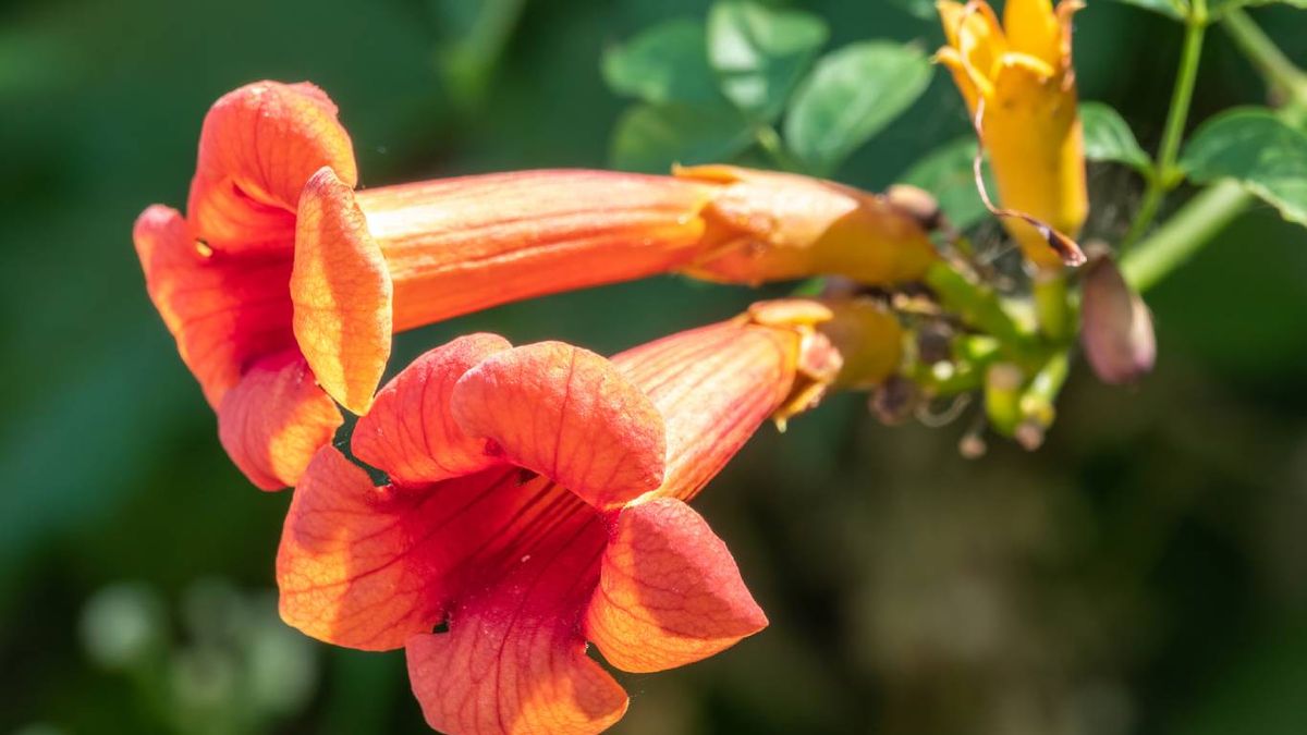 Plantas y árboles que atraen pájaros: Enredadera de trompeta