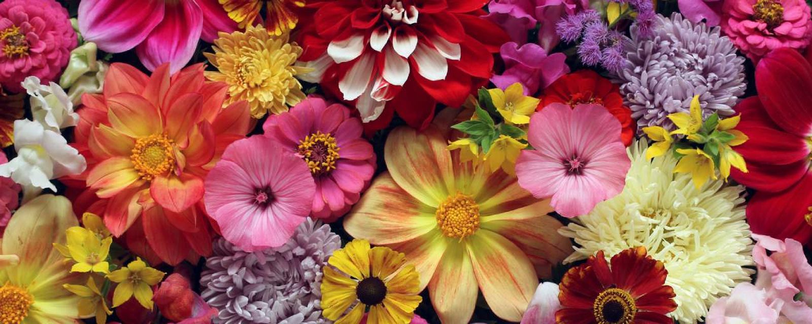 Cada signo tiene una flor especial que refleja su esencia