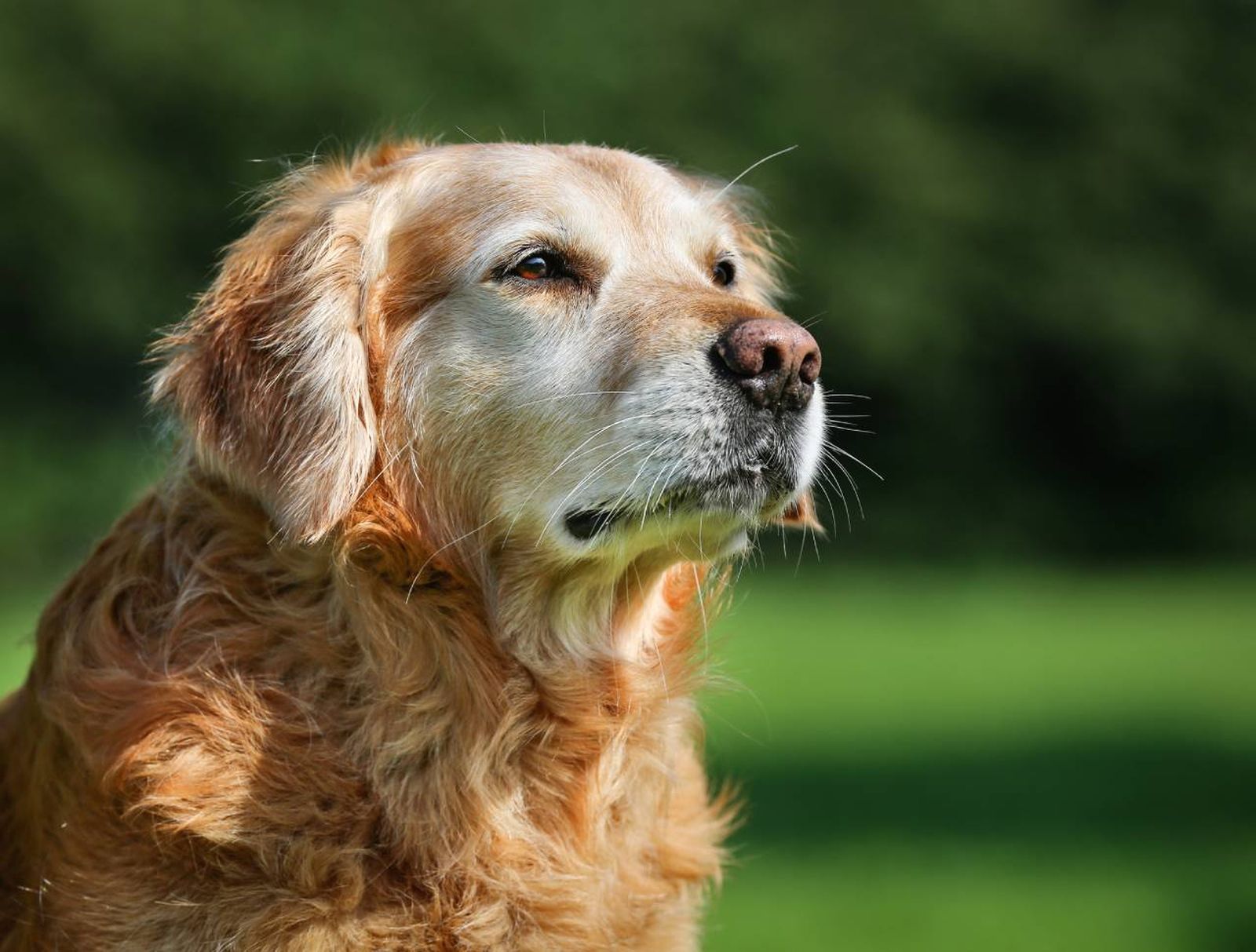 Los cuidados para perros ancianos requieren dedicación y atención.