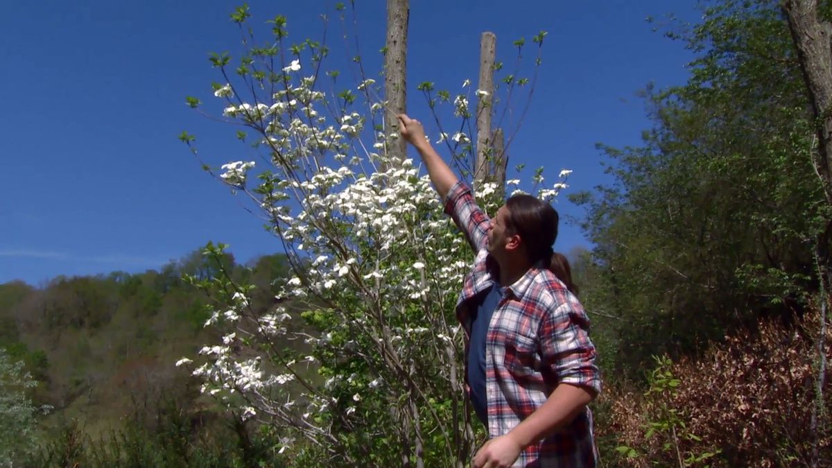 deco 694 cornejo florido brotes nuevos