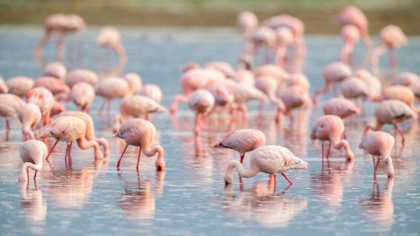 flamencos (1)