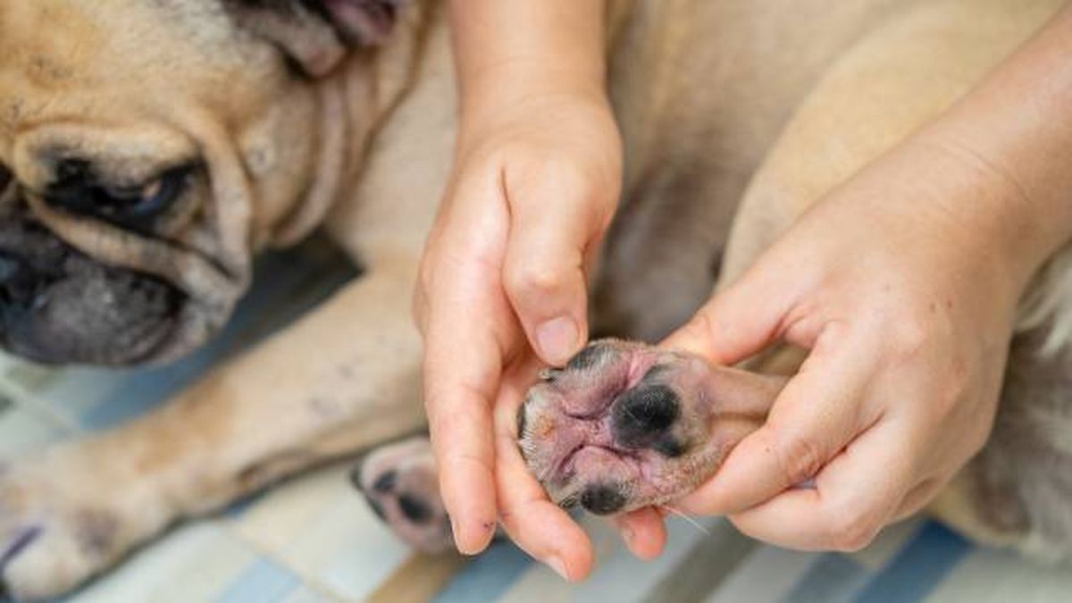 como identificar y tratar alergias en perros sintomas