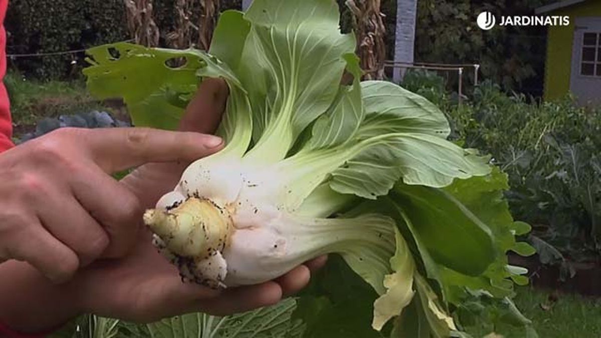 pak choi jardinatis brico767