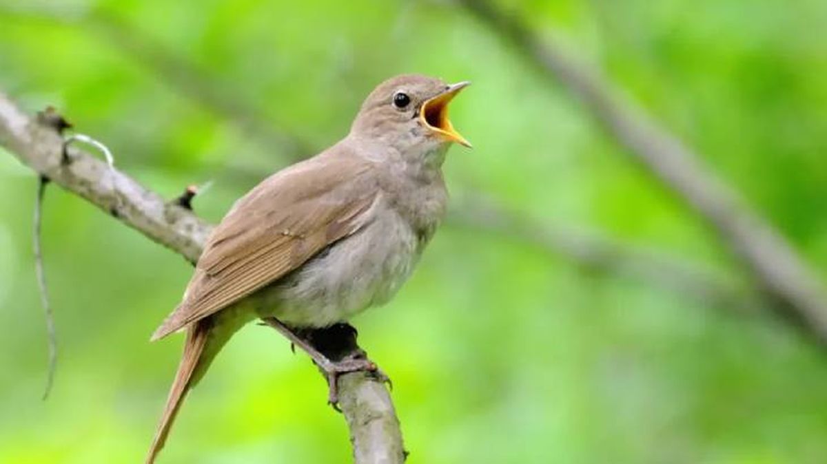 animales que empiezan por r ruisenor (1)