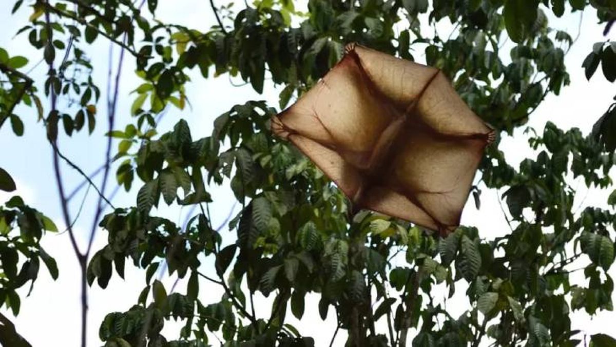 animales que empiezan por k kaguang (1)