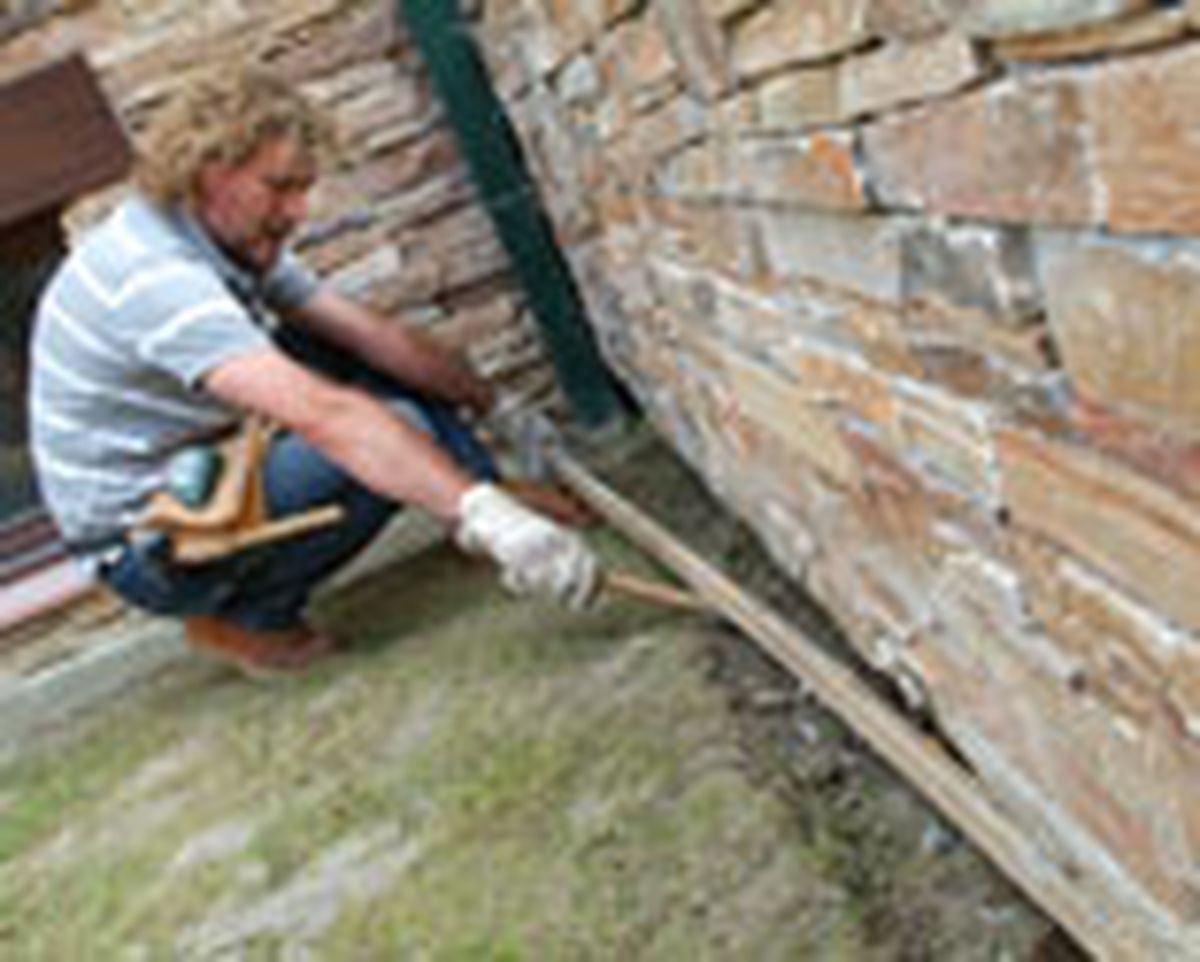 462 pied nat ext p25