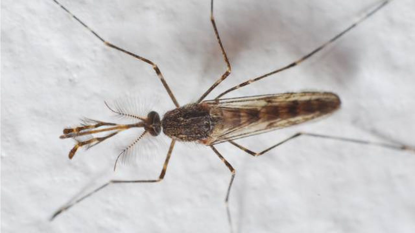 mosquito de Corea Aedes koreicus mosquito de Corea Aedes koreicus