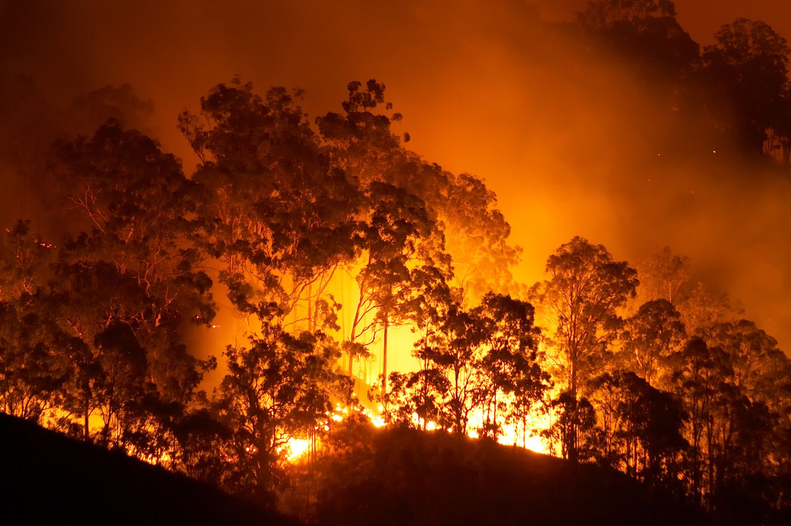 incendio forestal1