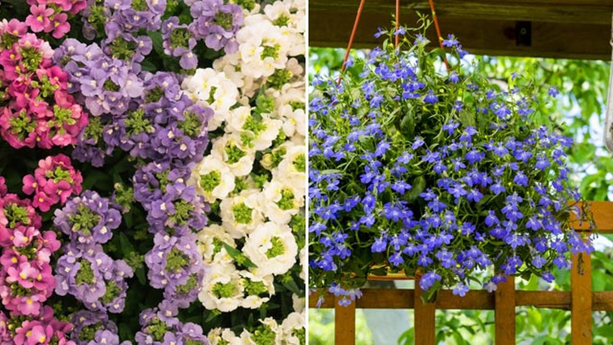 plantas colgantes de temporada nemesia lobelia deco 391 jardin