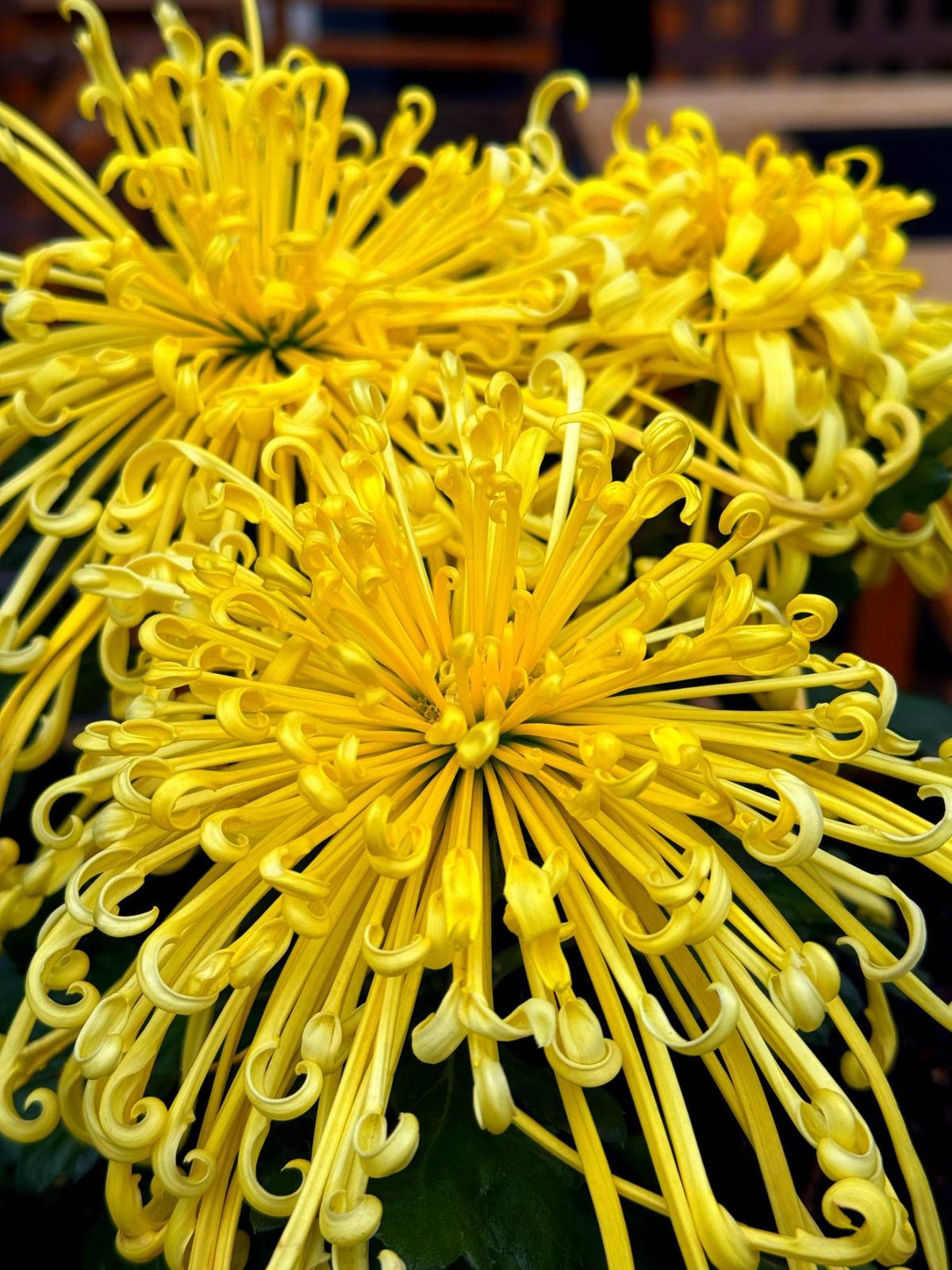 Kiku, el crisantemo japonés.