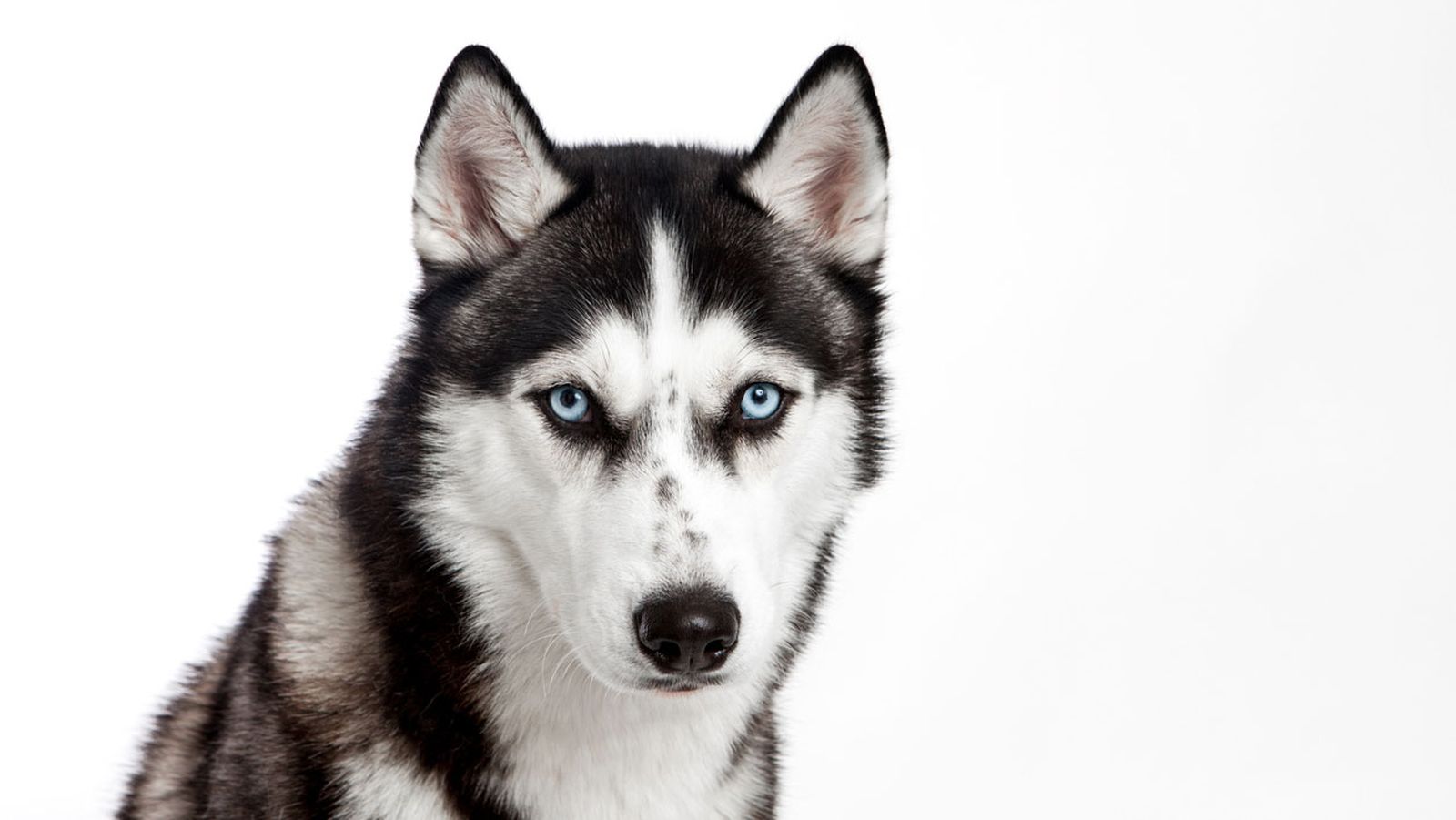 husky husky