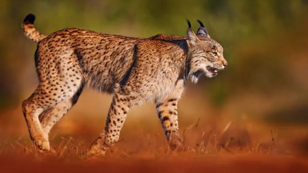 animales en peligro de extincion en espana lince iberico