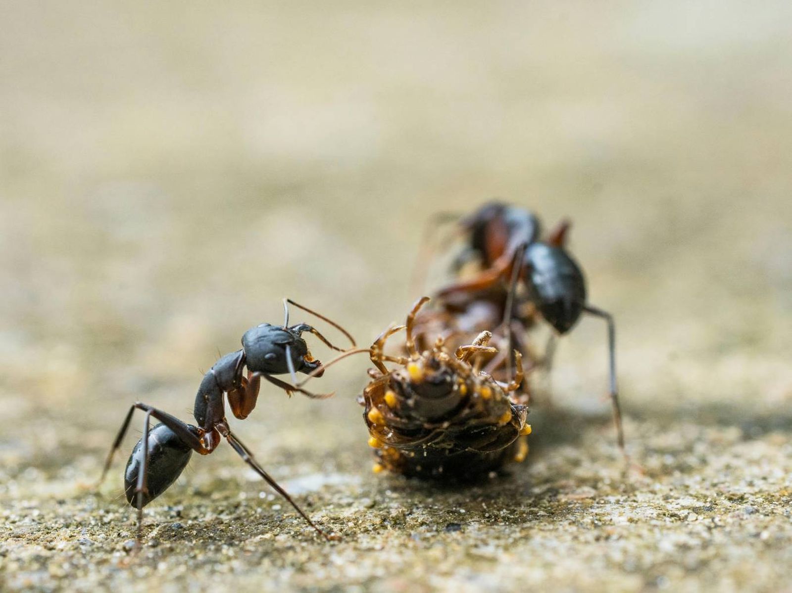 Al morir, un animal se convierte en fuente de energía y nutrientes para otros organismos.