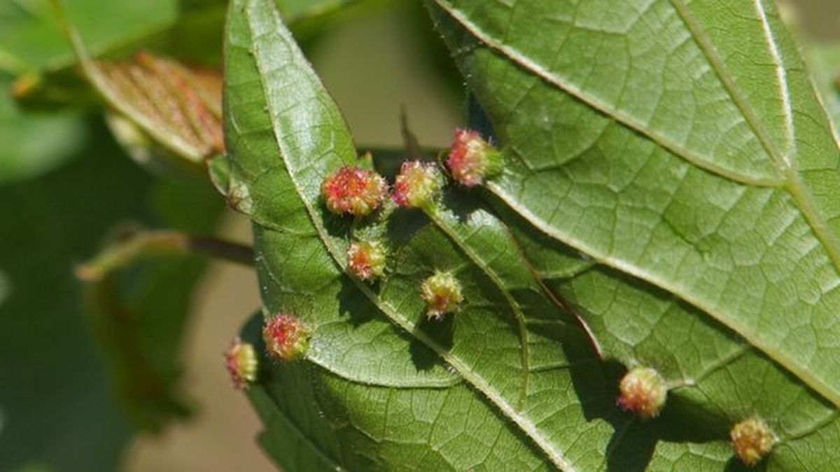 ciclo de vida de filoxera
