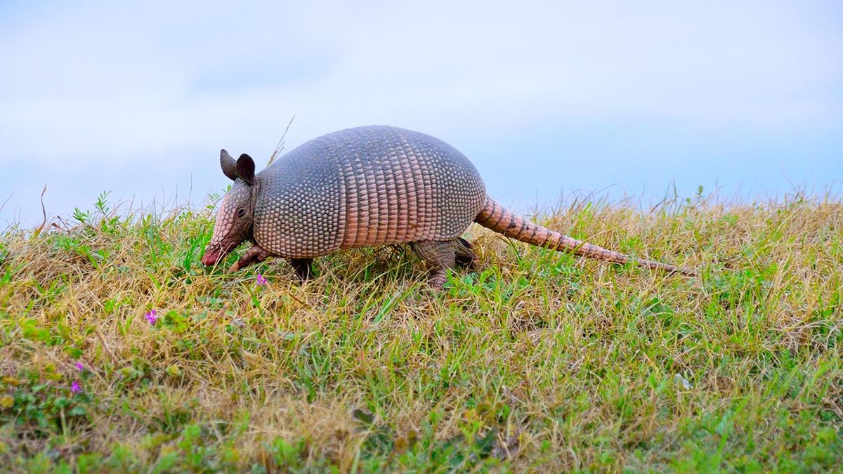 armadillo 1