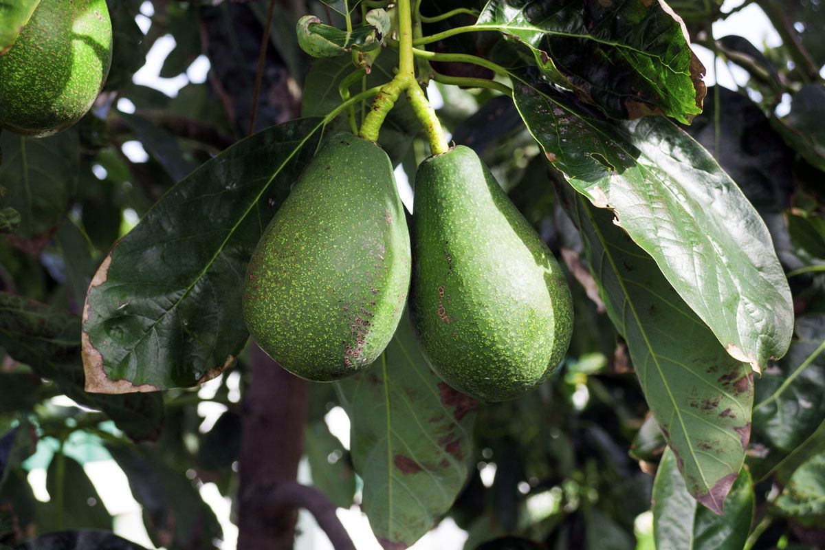 aguacate arbol