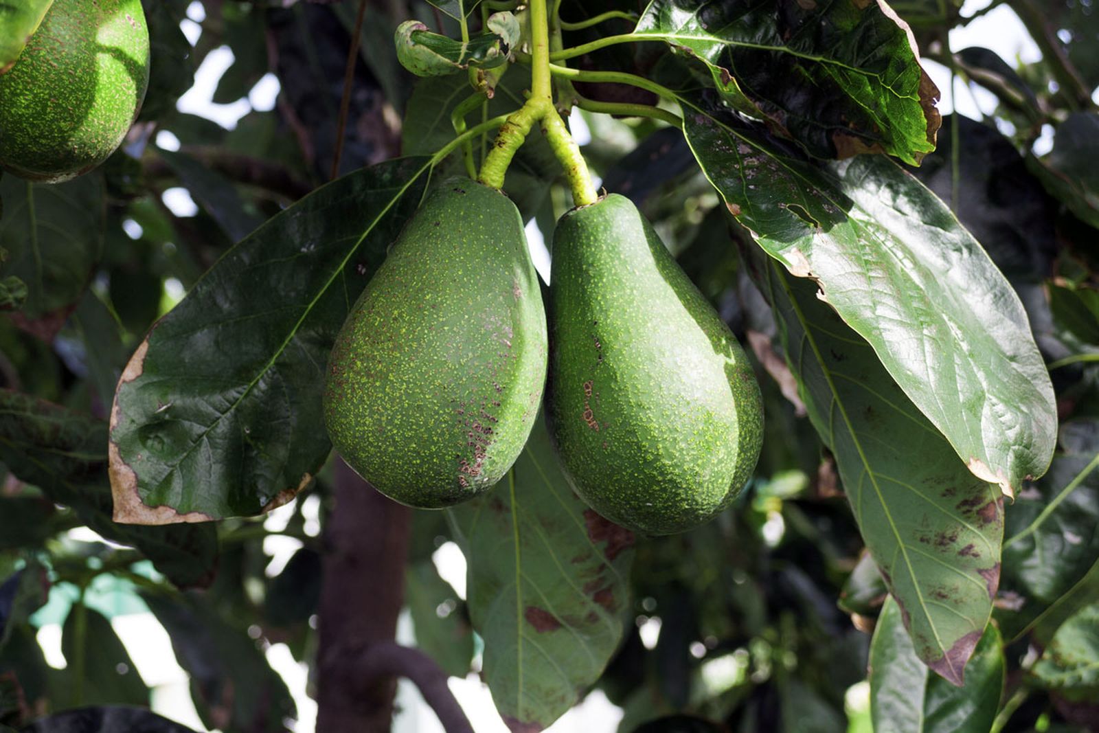 aguacate arbol aguacate arbol