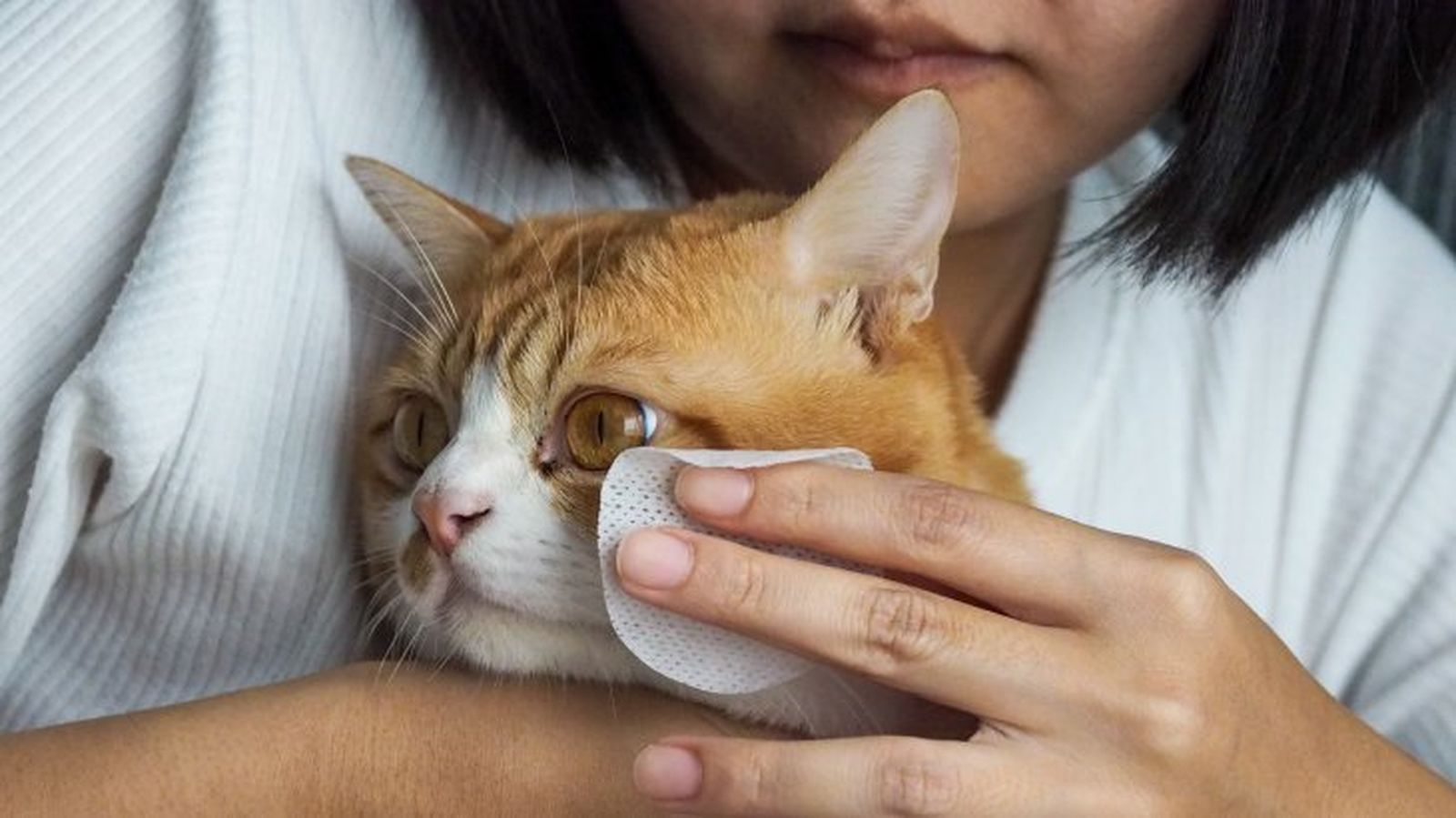 cuidados de los ojos de un gato 9