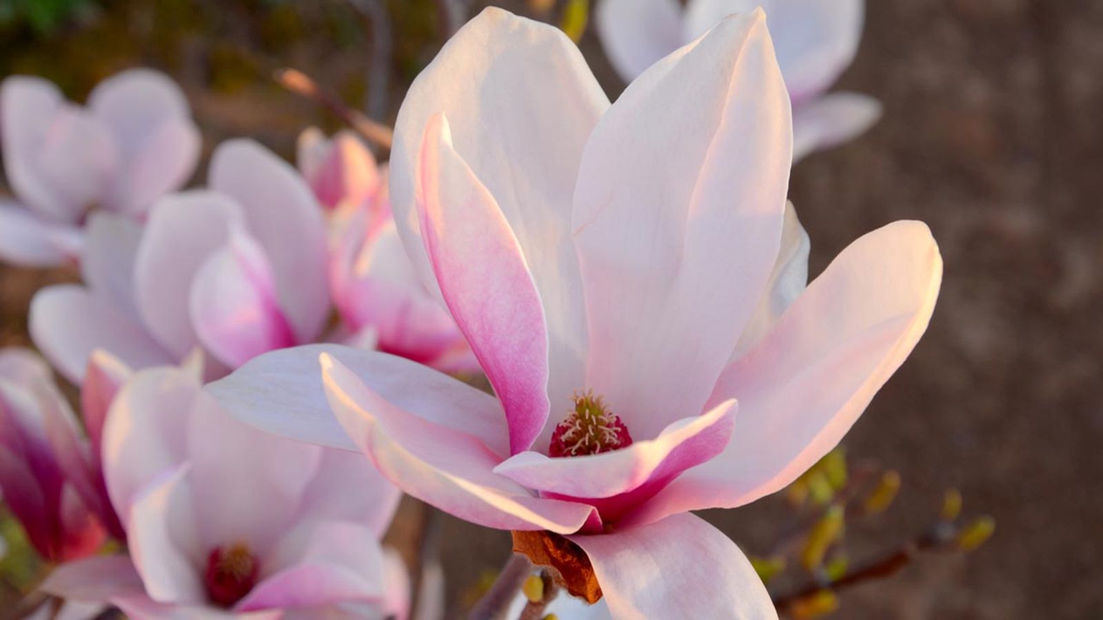 Magnolia soulangeanas
