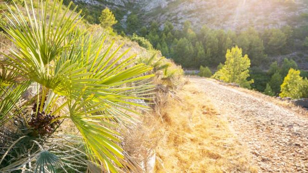 palmito palmera autoctona