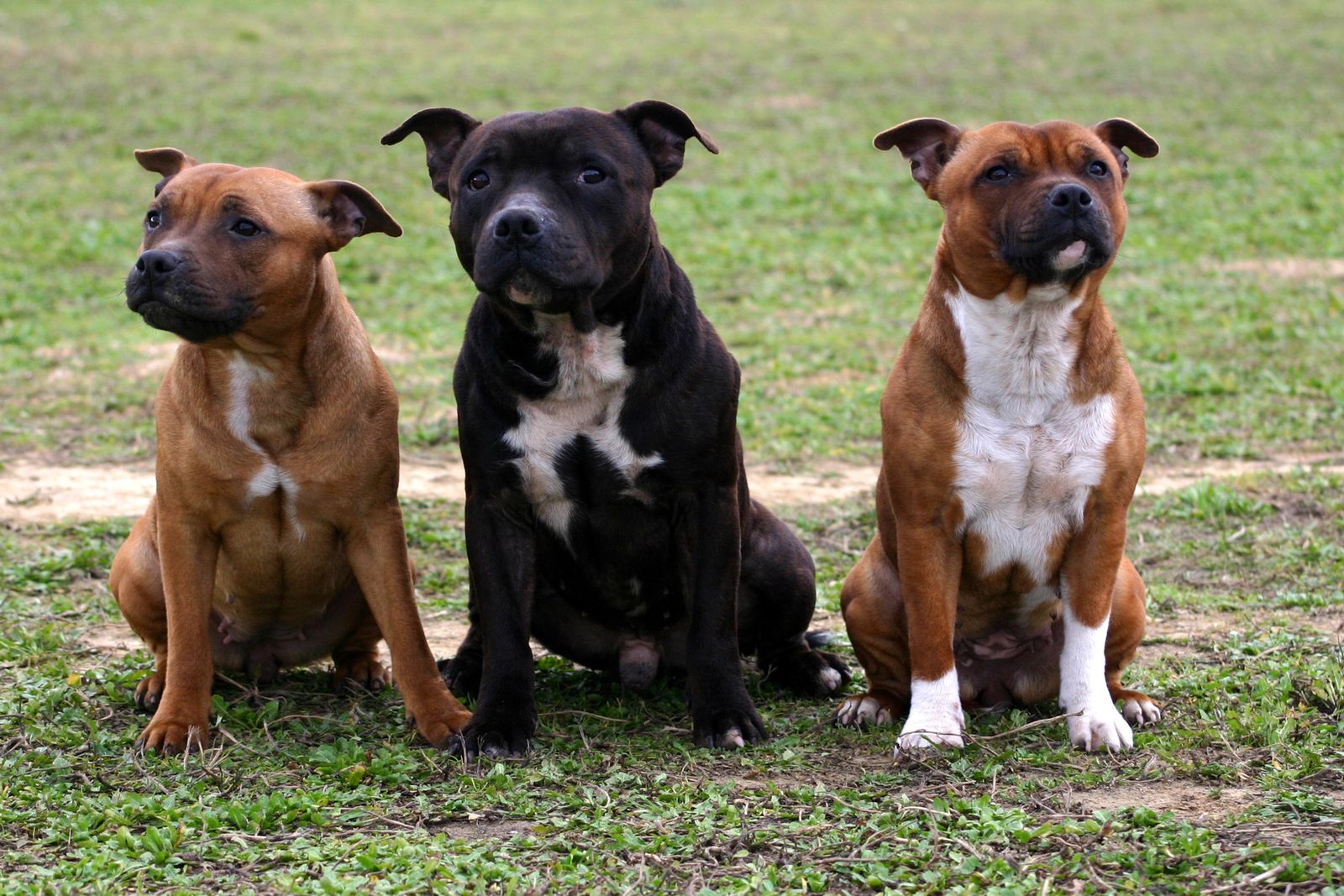 Perros potencialmente peligrosos: cuidados y requisitos Perros potencialmente peligrosos: cuidados y requisitos