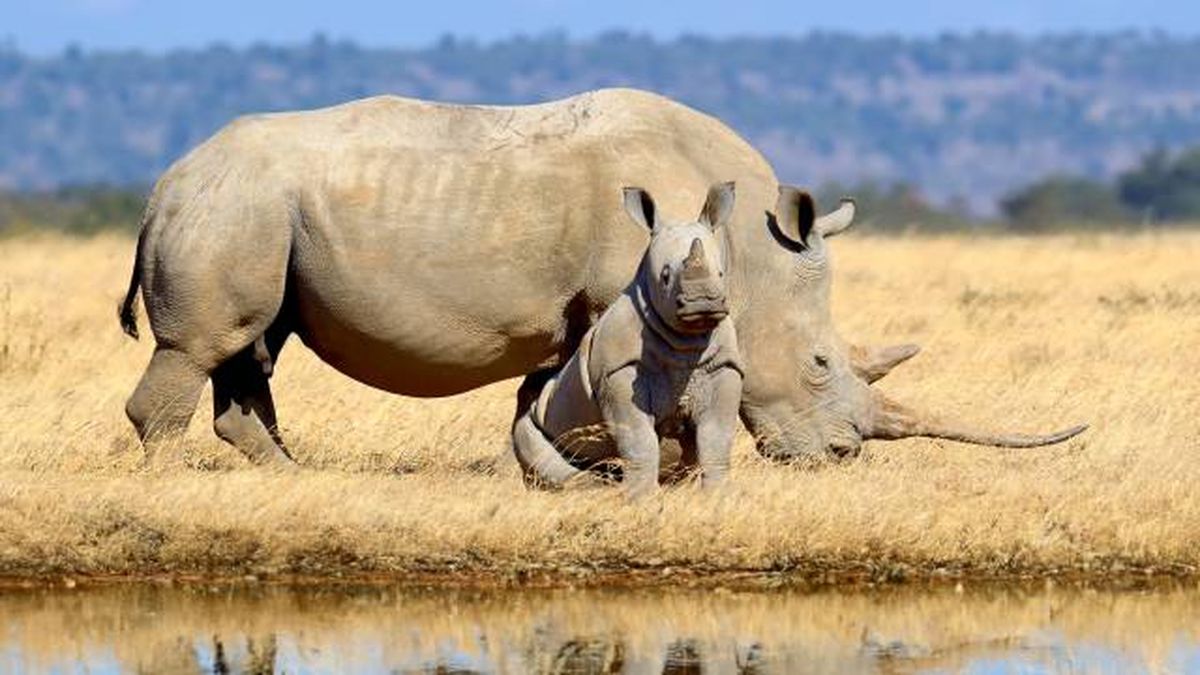 animales herbivoros de la sabana africana rinocerontes