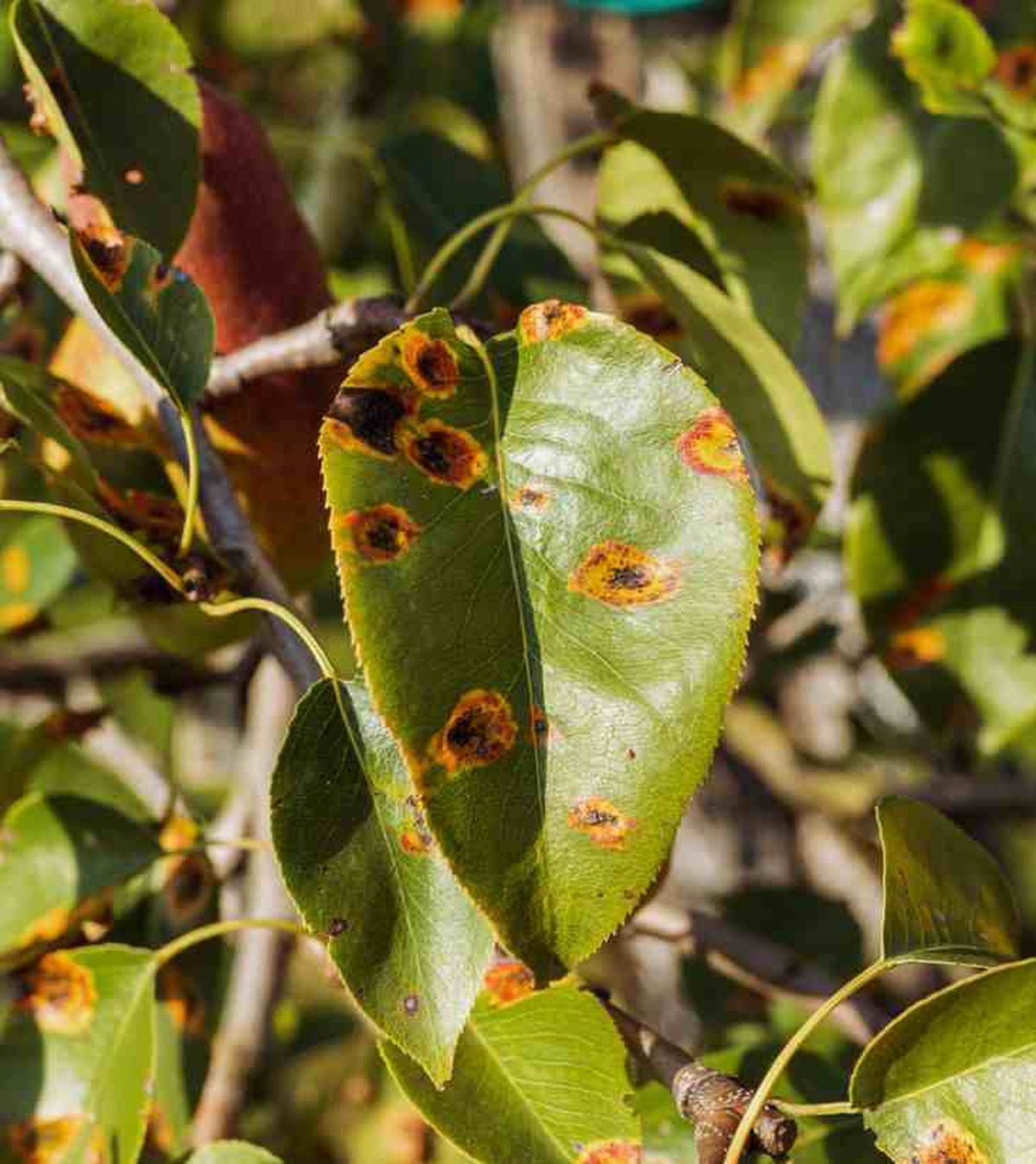 roya en hojas de pera