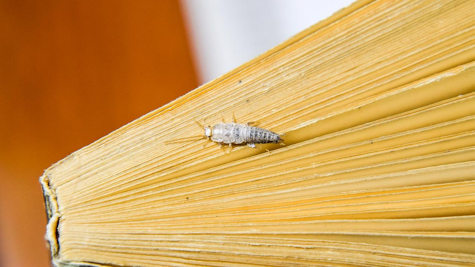 como acabar con los pececillos de plata o bichos de la humedad