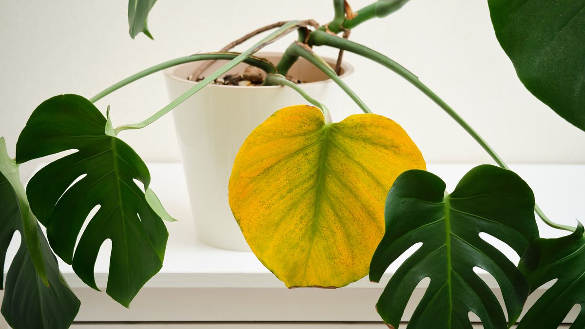 Las plantas envejecen sus hojas para ahorrar energía y reciclar nutrientes