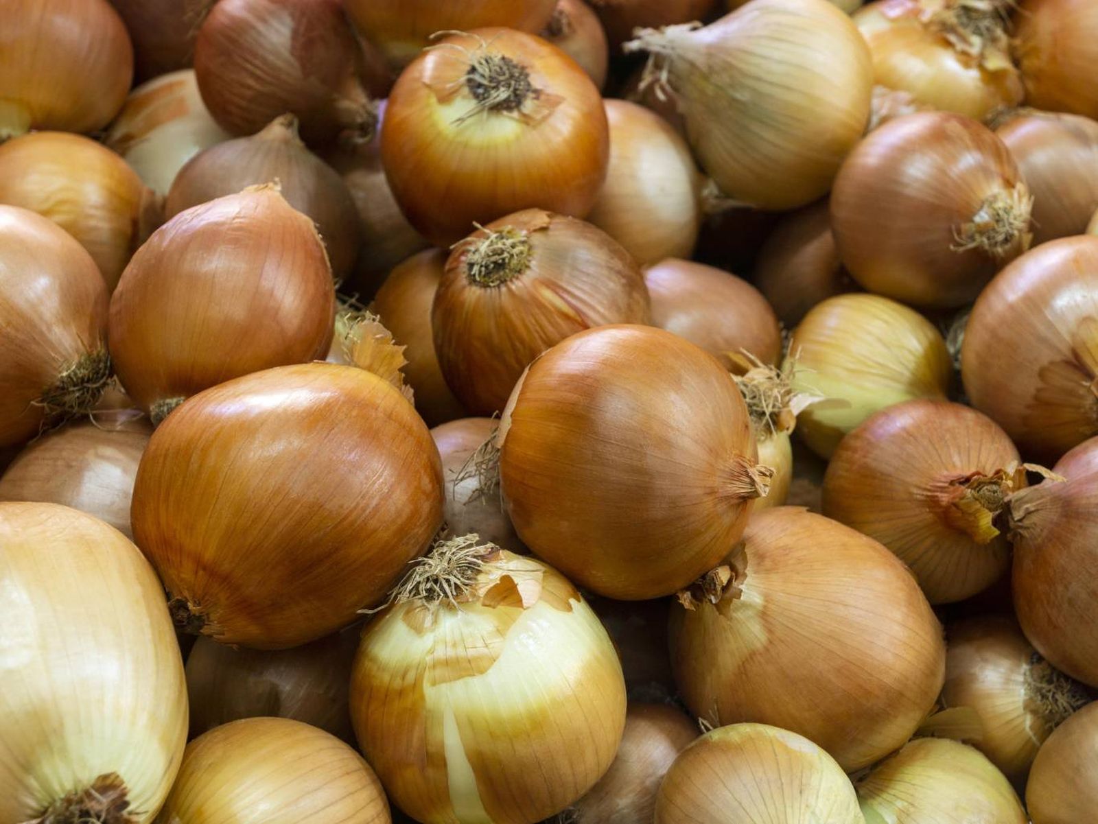 La cebolla dulce, más suave y jugosa, es perfecta para caramelizar o usar en tortillas. La cebolla dulce, más suave y jugosa, es perfecta para caramelizar o usar en tortillas.