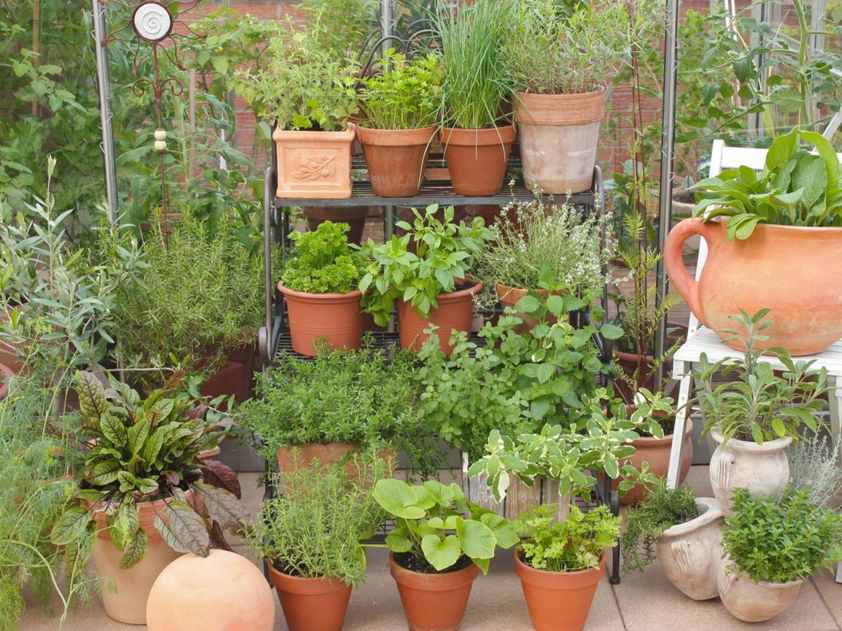 Plantas aromáticas.