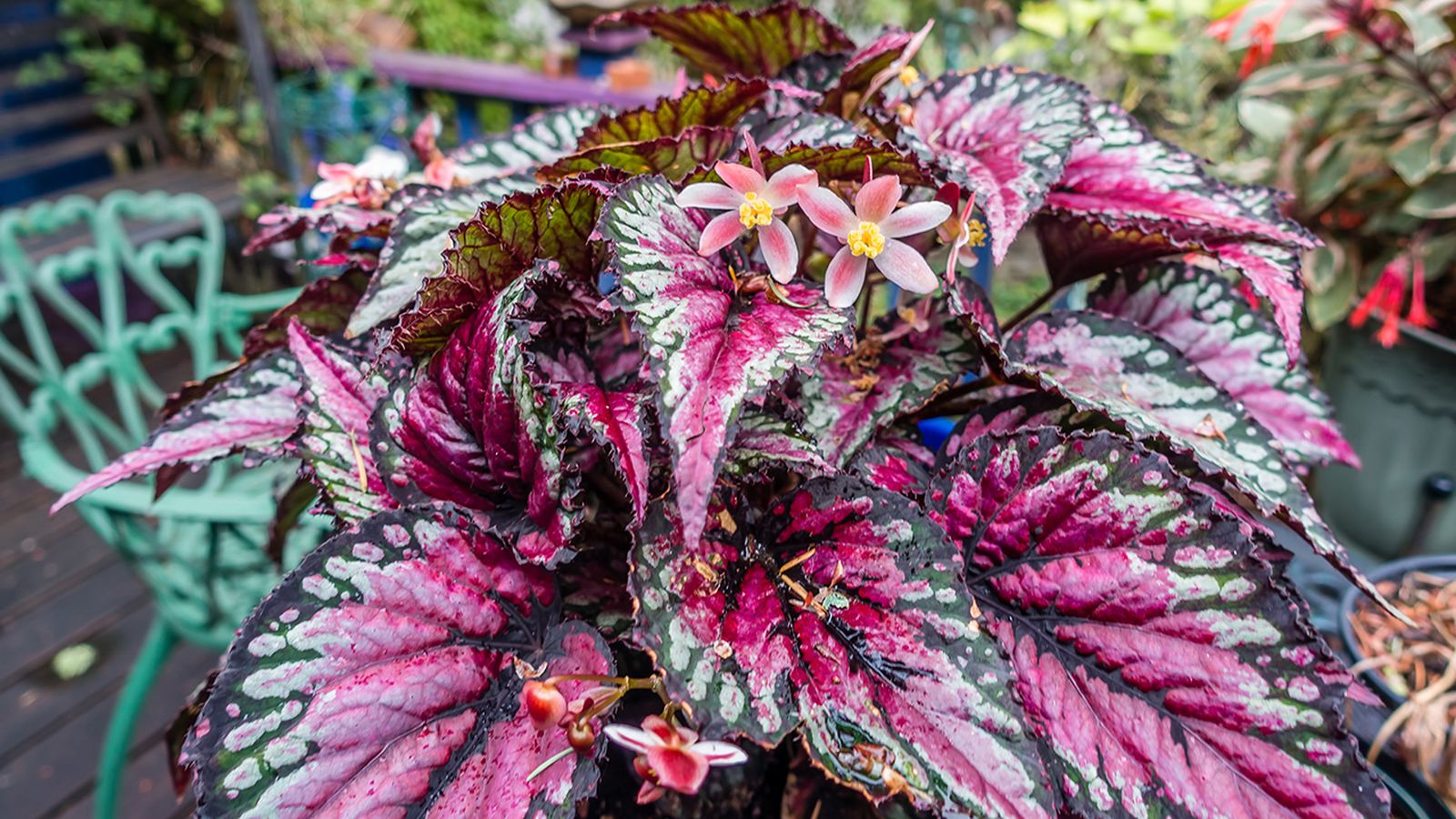 plantas sombra