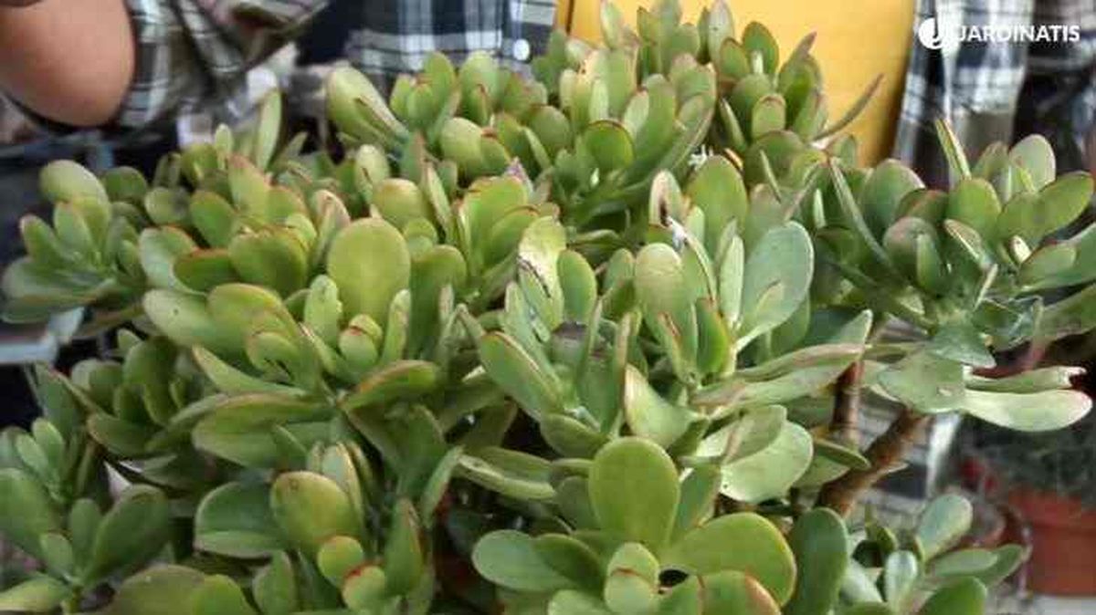 crassula arborescens copa hojas densa