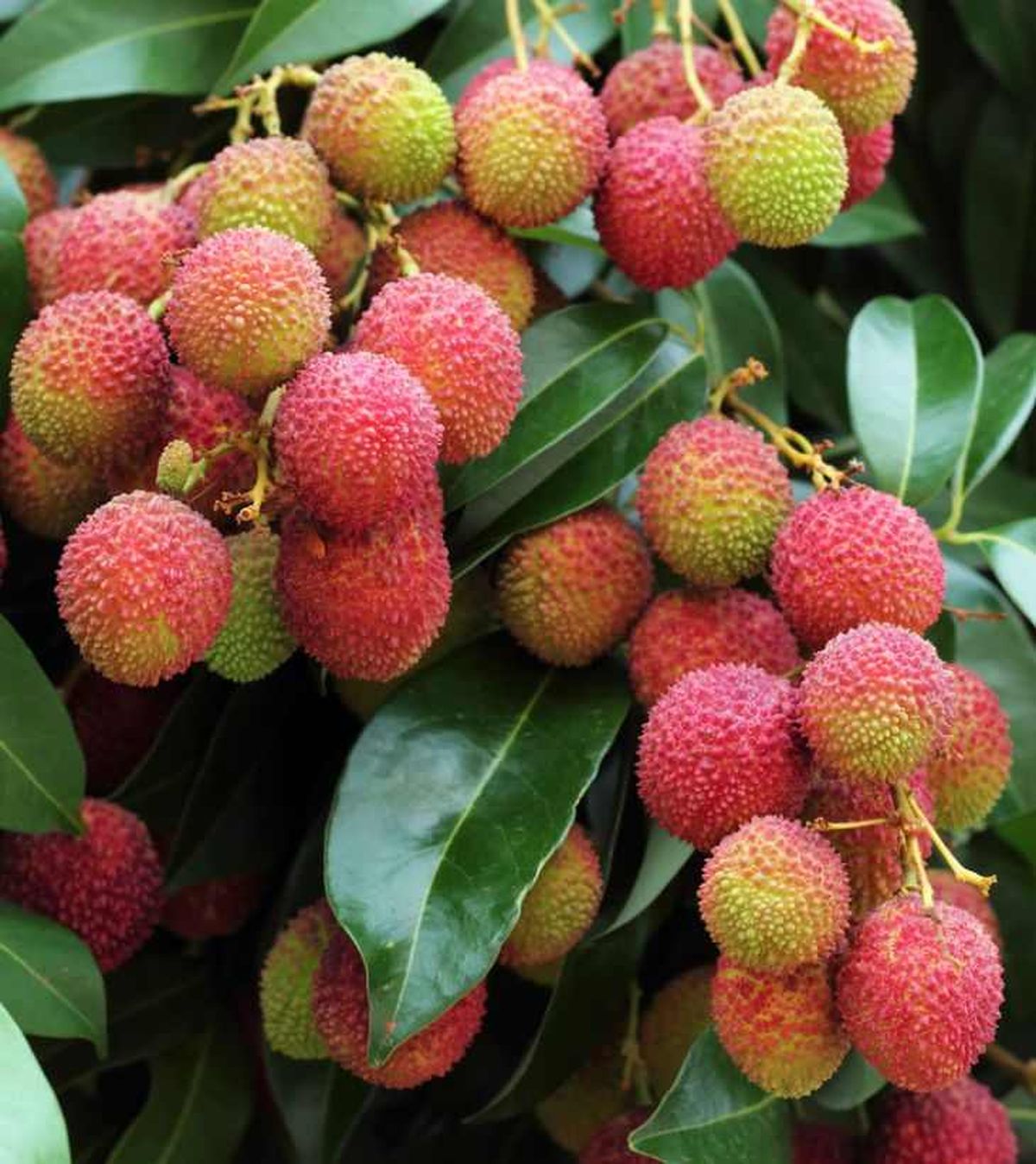 Frutos de lichi o Litchi en el árbol