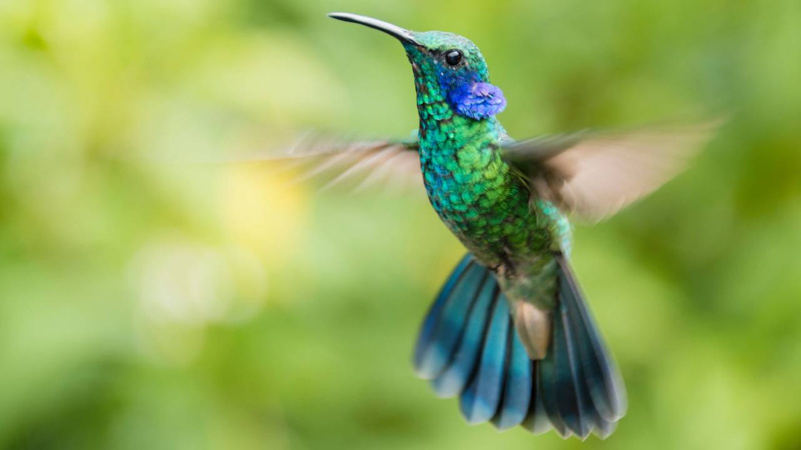 colibri xl
