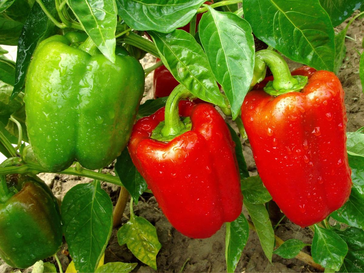 La variedad del pimiento determina cuál será su color final